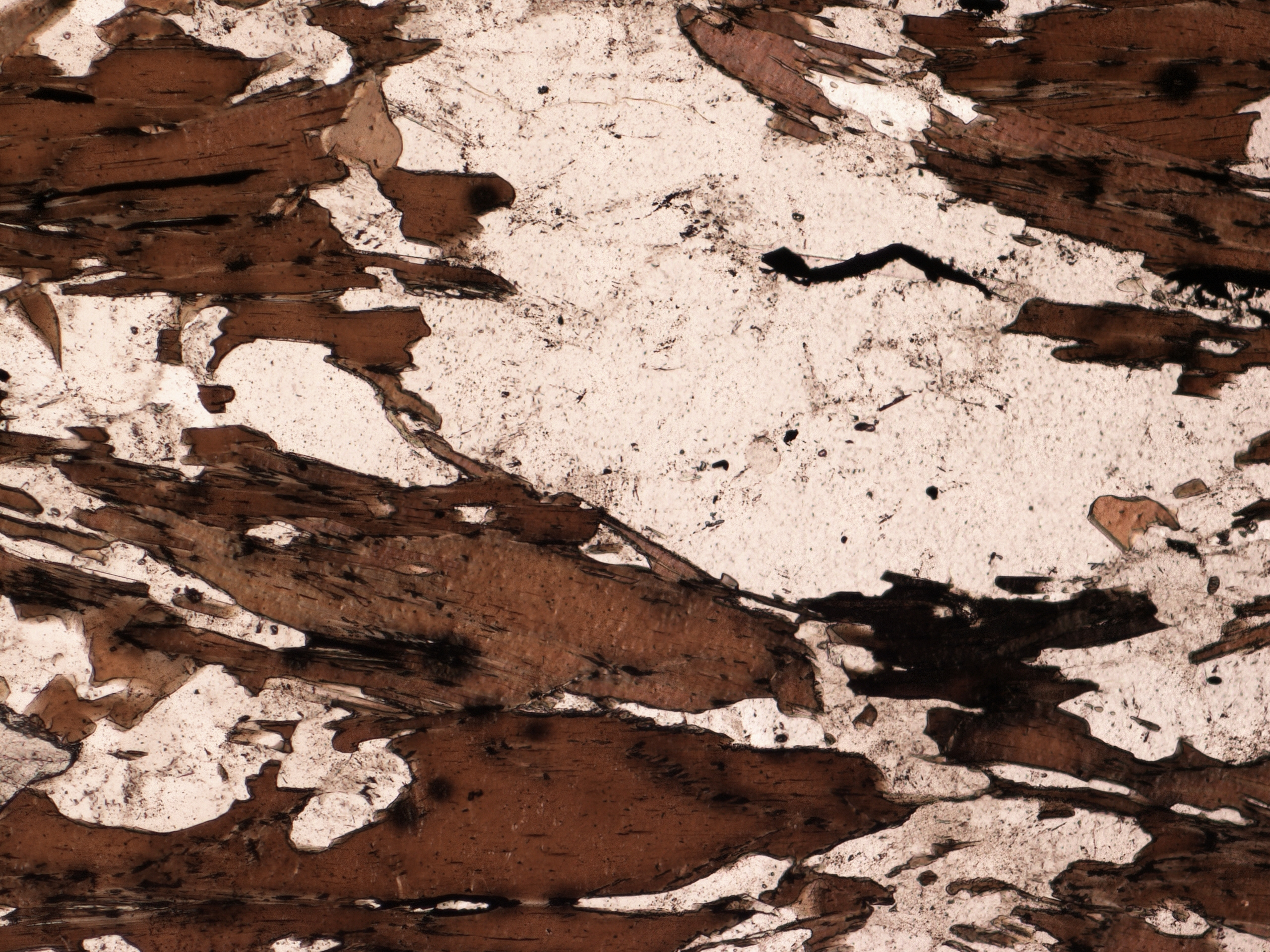 biotite in thin section